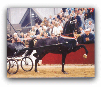 Dutch Harness Horse - Carriage Driving